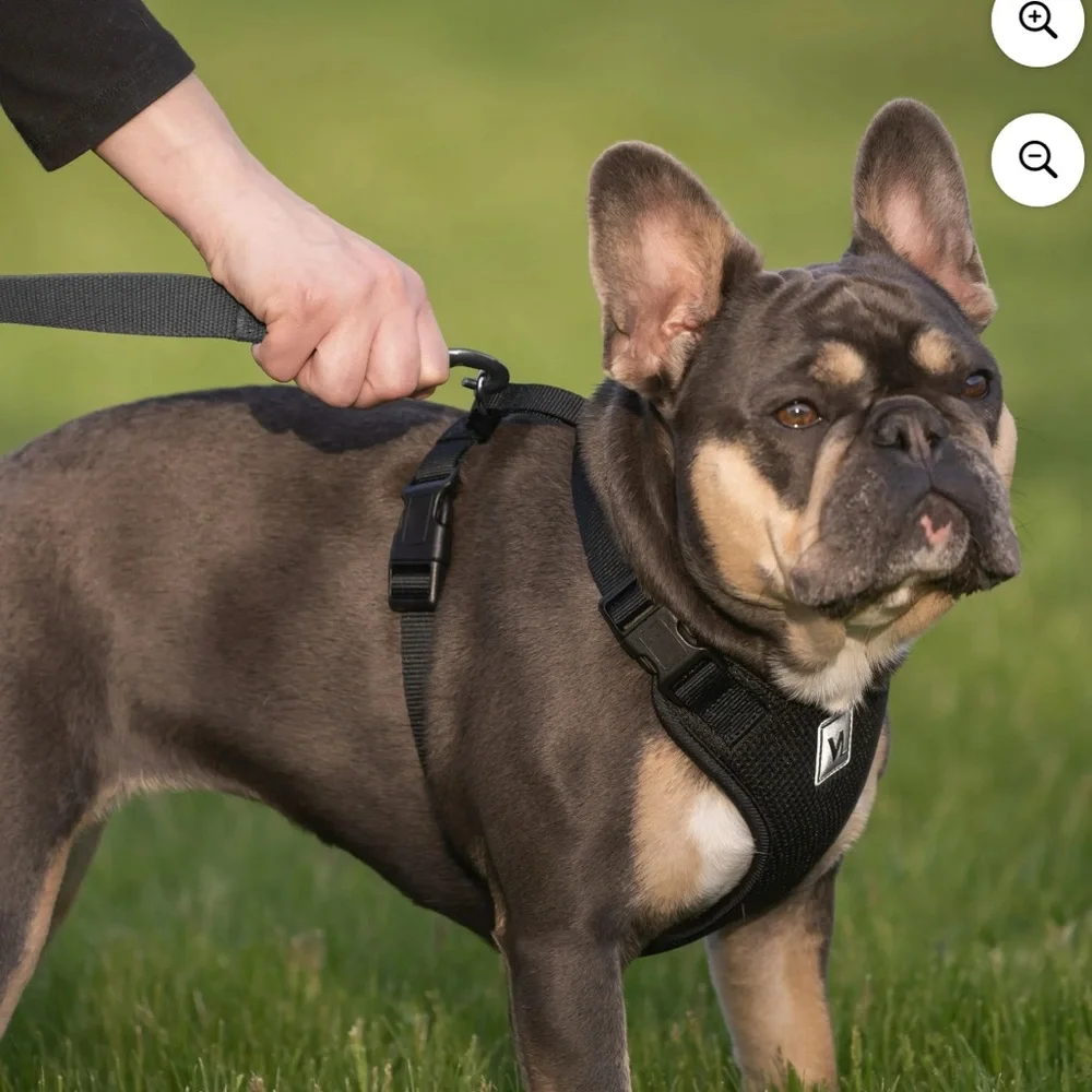 Vibrant Life Dog Harness